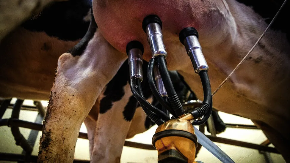 Destinan 110.000 euros a ayudas para los ganaderos de vacuno de leche de la provincia