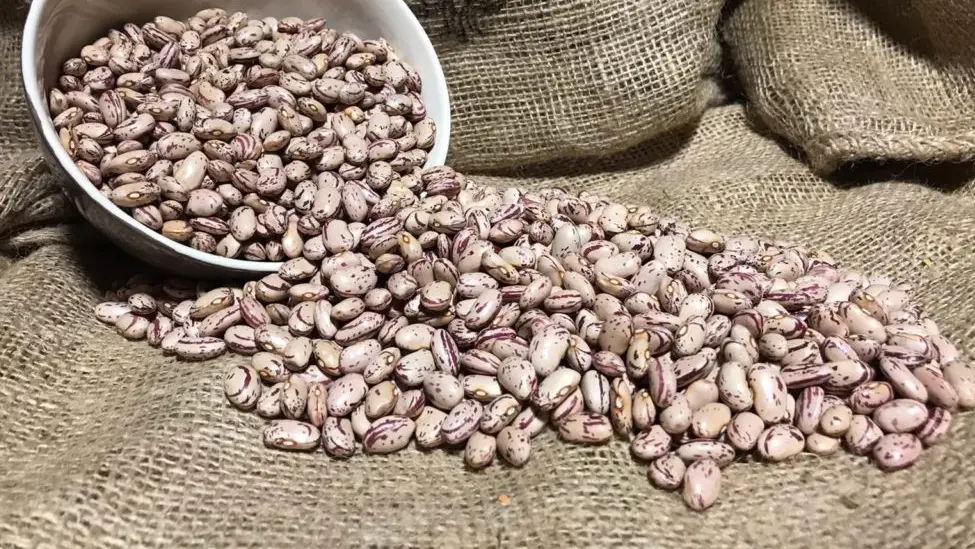 Arranca la cotización de la alubia pinta en León a un euro el kilo