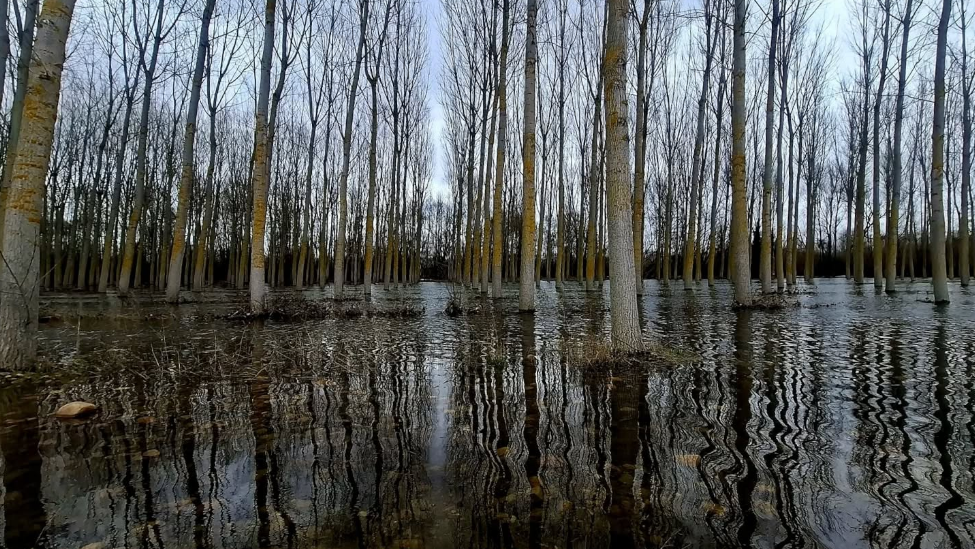 La Junta solicita la declaración de 