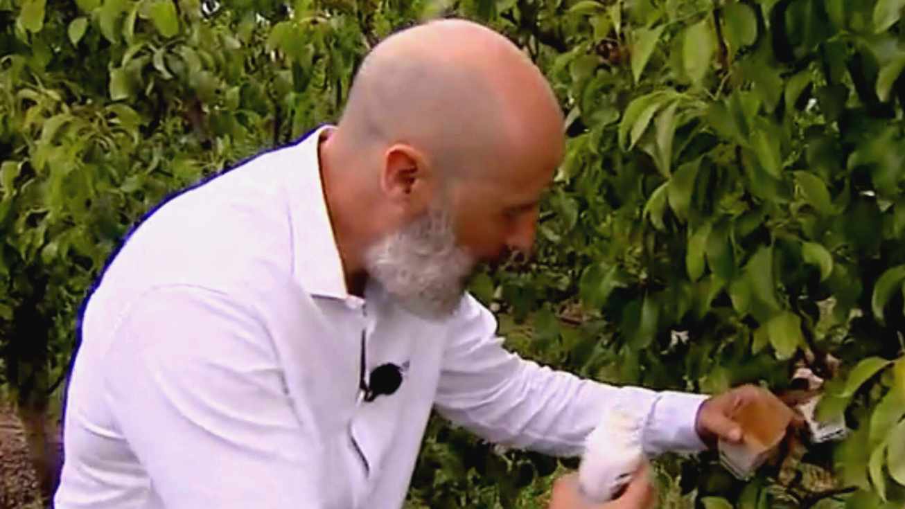 Rubén Román Insectaria
