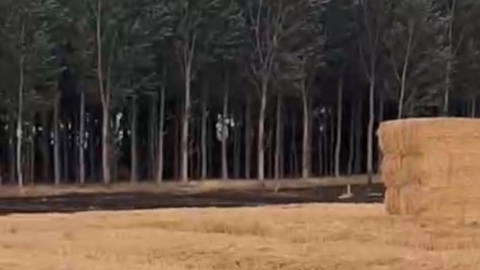 La comarca de La Bañeza sufre un nuevo incendio ente Santa Colomba y Huerga de Garaballes