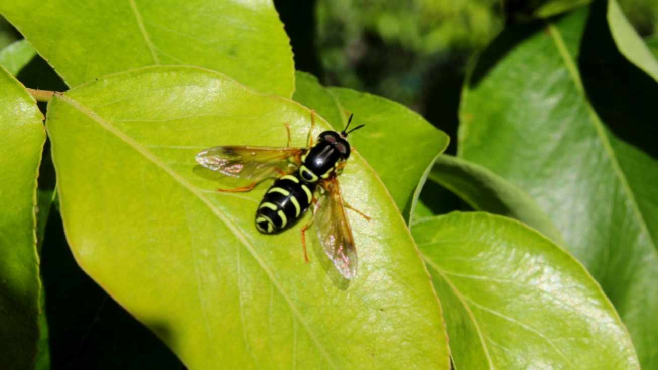 ¿Y tú, de quién eres?, ¿avispa o mosca?