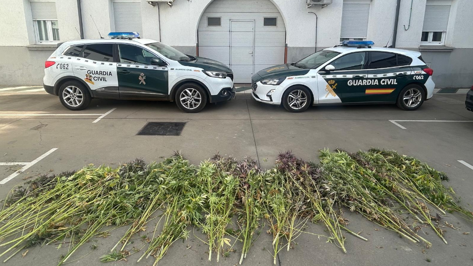 Detenido en Villamañan por el cultivo de 32 plantas de cannabis sativa