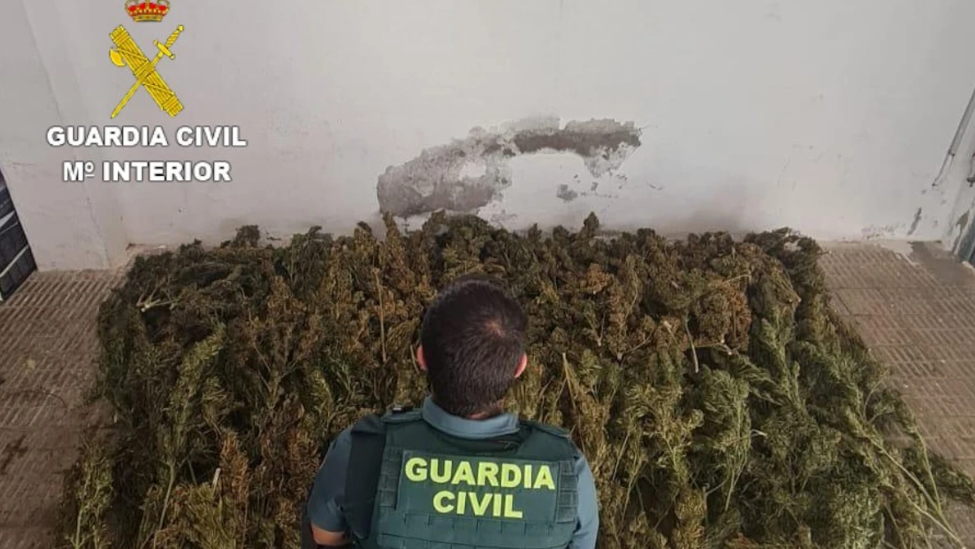 Dos personas involucradas en el cultivo de una plantación ilegal de marihuana en el Órbigo