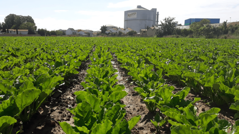 La Junta insiste a Azucarera en buscar una alternativa para La Bañeza: 