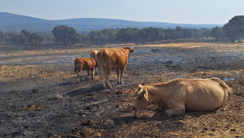 El Consejo de Ministros aprueba las ayudas  para los agricultores y ganaderos afectados  por los grandes incendios en León