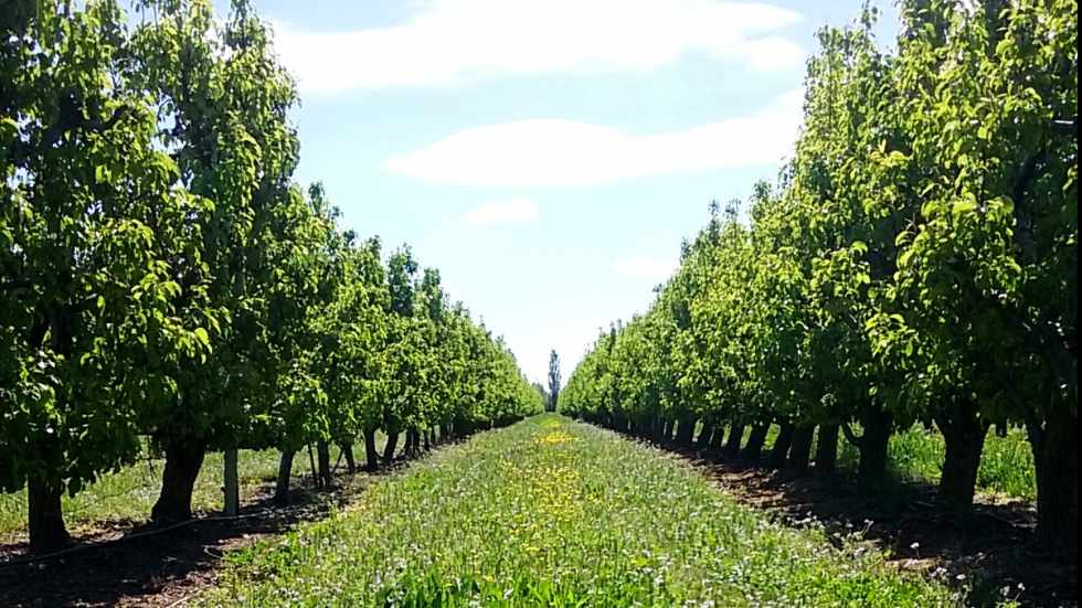 No labrar las calles del cultivo aumenta la biodiversidad