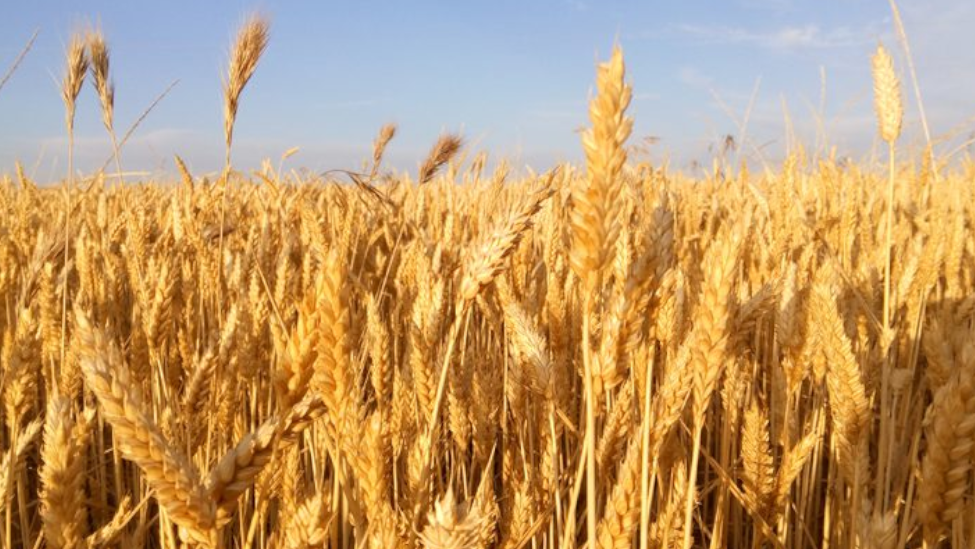 La Lonja de León confirma la escalada del cereal mientras la patata se hunde