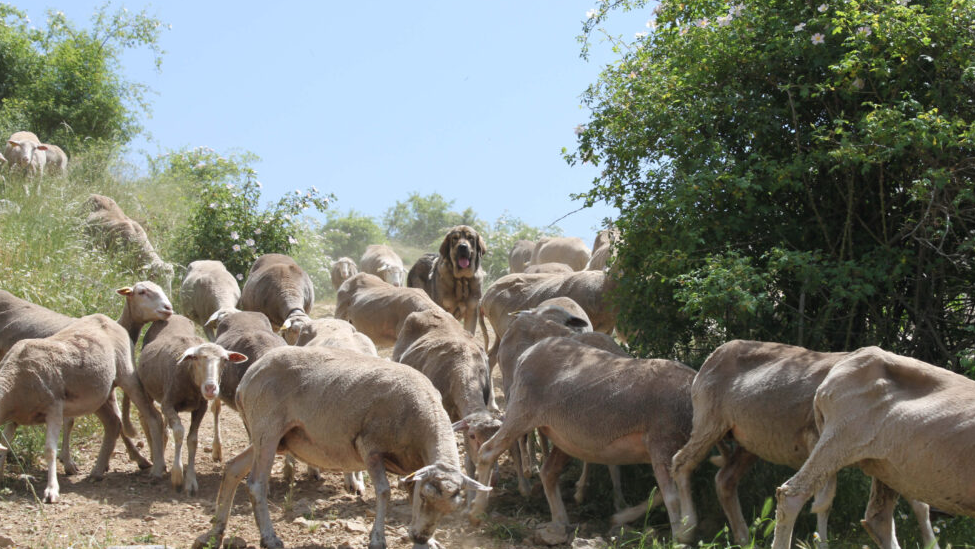 Veguellina de Órbigo acoge a Manuel Rodríguez Pascual,