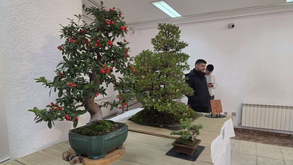 Clausurada la II exposición de bonsáis de La Bañeza, que reunió ejemplares de más de treinta años