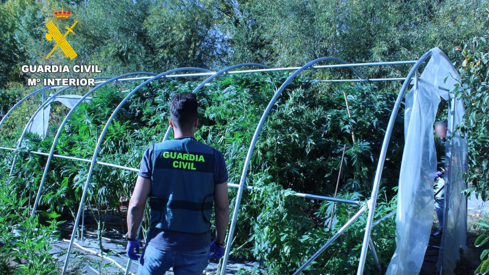 Desarticulado un punto de cultivo y tráfico de marihuana en La Bañeza: detenidos un hombre y una mujer