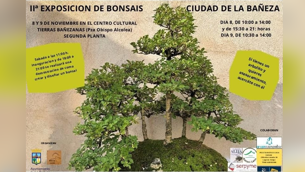 La Bañeza acoge la II Exposición de Bonsáis con demostraciones y asesoramiento gratuito
