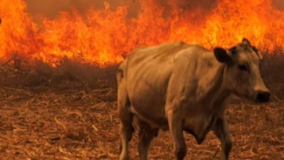 ASAJA León valora positivamente las ayudas al campo leonés del gobierno por los incendios, pero critica el lento proceso de la Junta