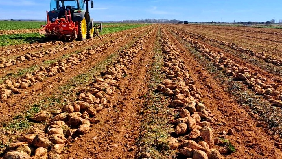 Exigen a la Junta abandonar su desidia y defender al sector remolachero para la continuidad de un cultivo